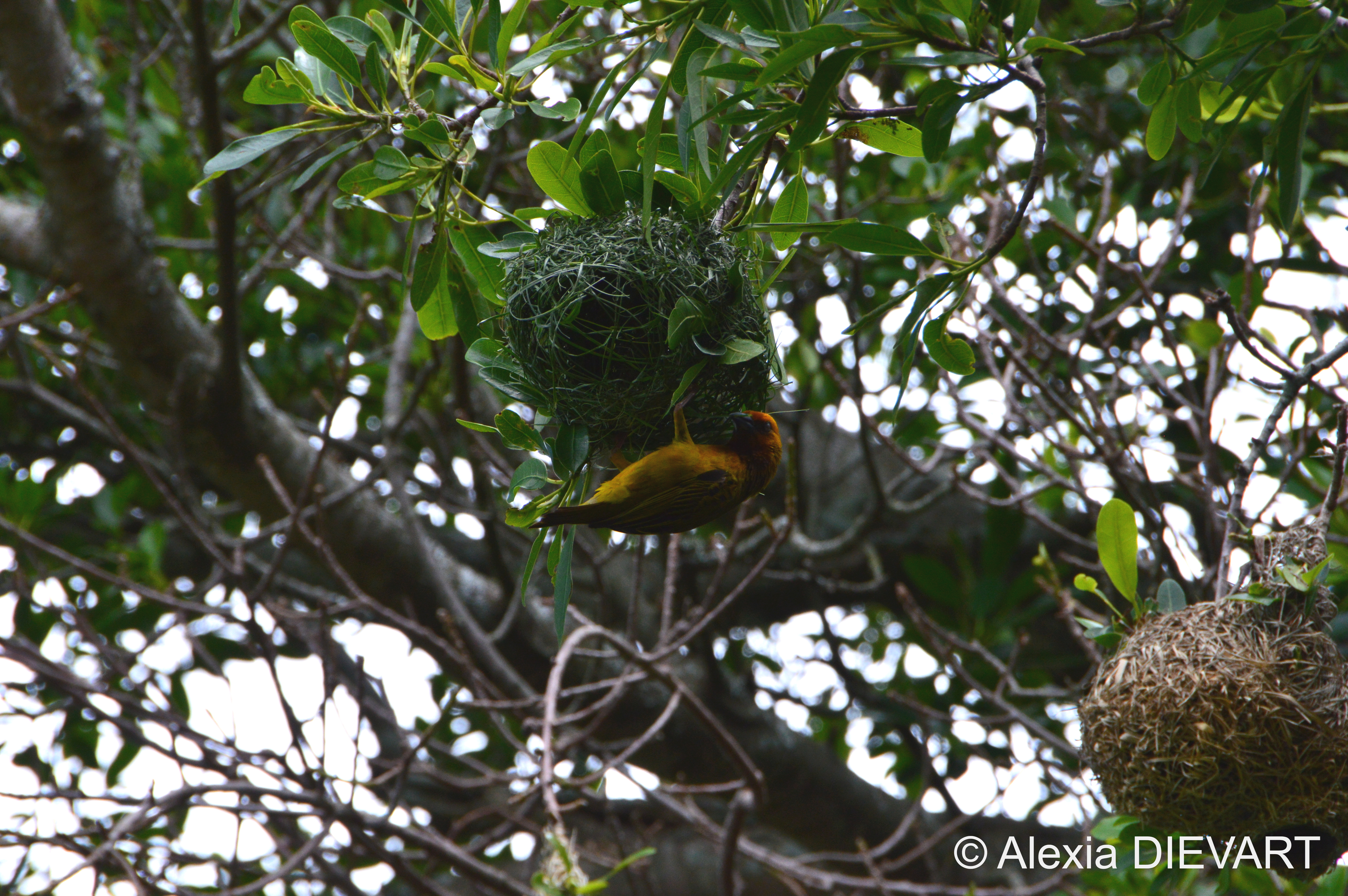 Male Cape weaver working on a brand new nest. The Walsingham Farm, Port Alfred, Eastern Cape, South Africa (2024).