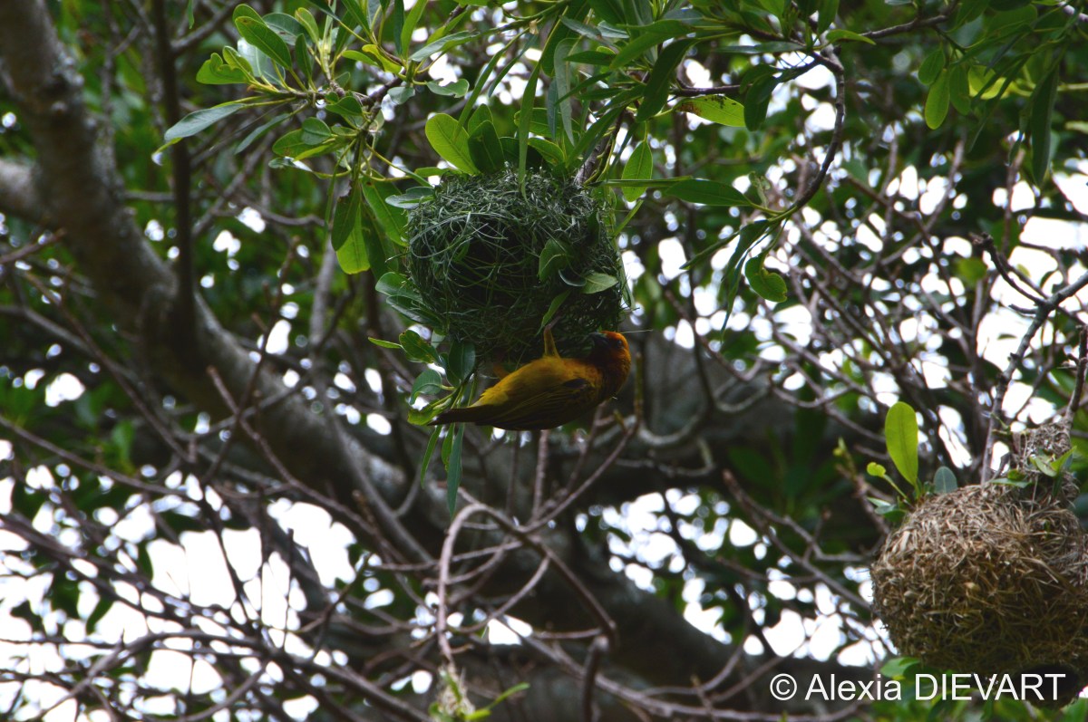 Cape weaver (Ploceus&nbsp;capensis)