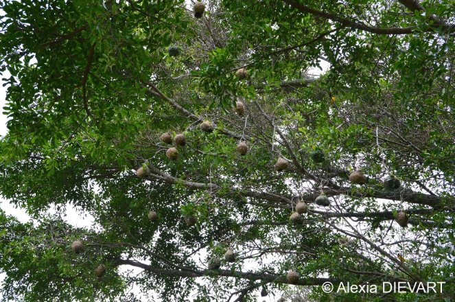 Weavers roost in multiple trees around the farm house. The Walsingham Farm, Port Alfred, Eastern Cape, South Africa (2024).