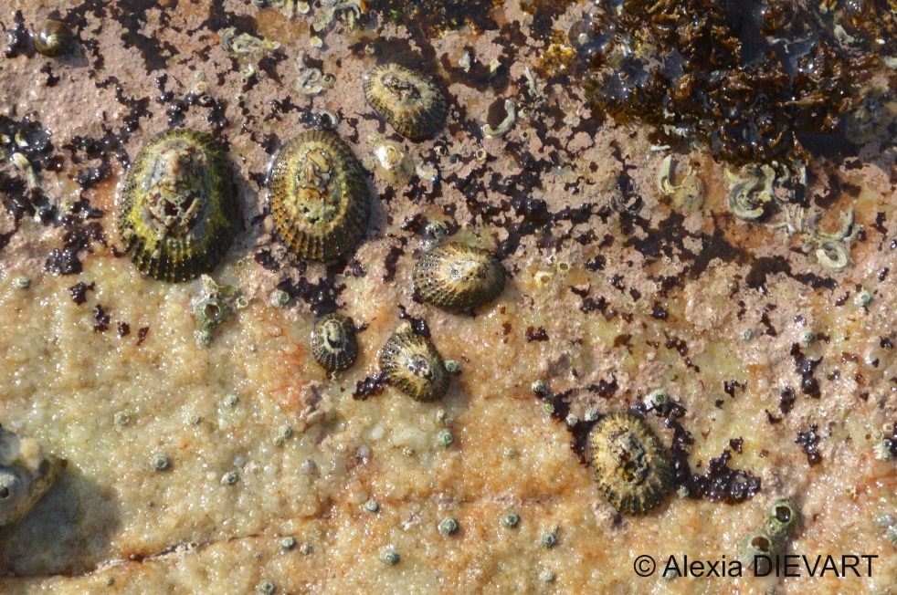 Eastern granular limpets on a rock face, showing the black granules that decorate their fine ribs. Port Edward, KwaZulu-Natal (2021).