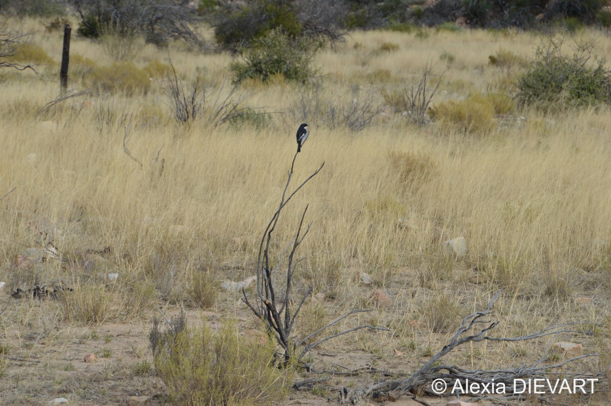 Fiscal flycatcher (Sigelus&nbsp;silens)