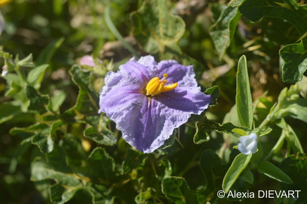 Details of the satansbos flower, with its purple petals and its thick yellow pistils. The Walsingham Farm, Port Alfred, Eastern Cape (2024).