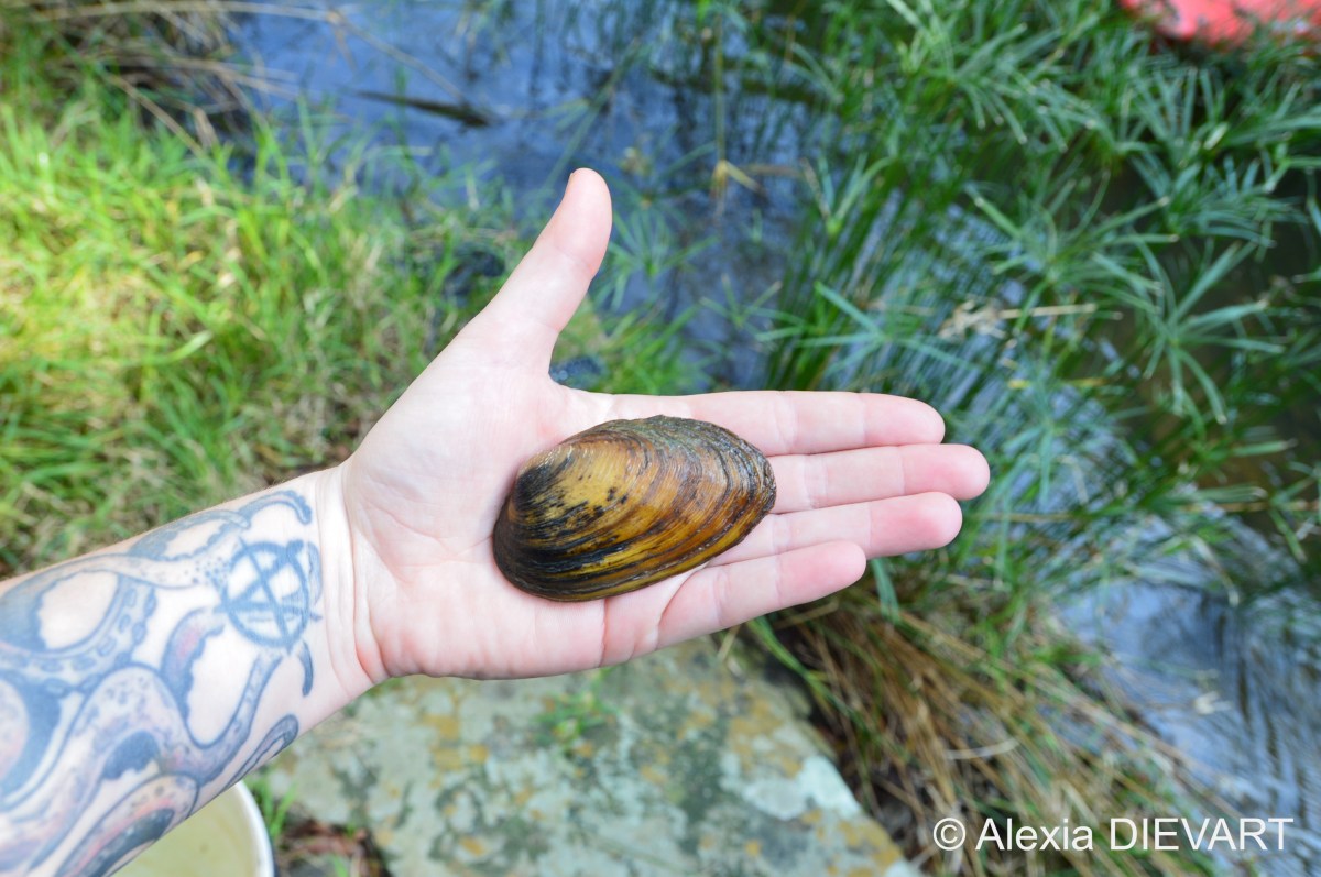Cape river mussel (Unio&nbsp;caffer)