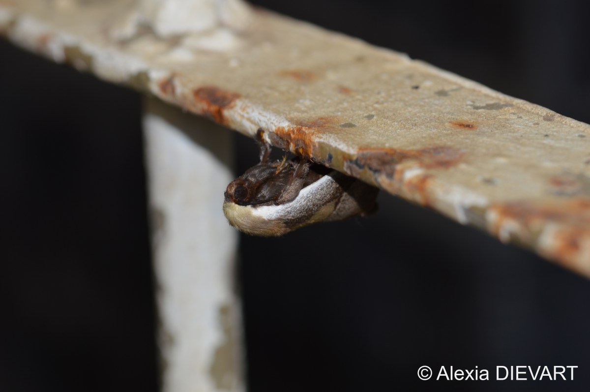 White-edge slug (Latoia&nbsp;intermissa)