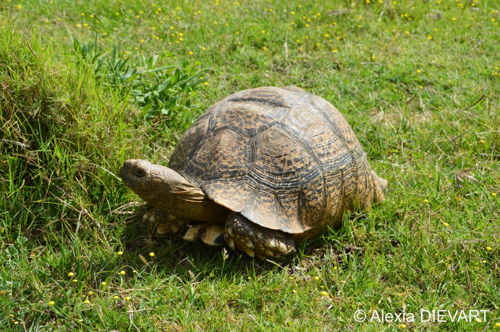 Leopard turtoise sticking its head out of its shell to check for safety. The Walsingham Farm, Port Alfred, Eastern Cape (2024).