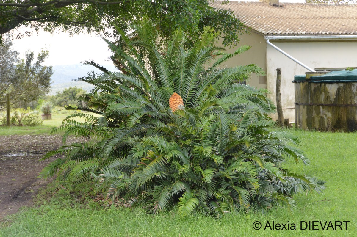 Eastern Cape giant cycad (Encephalartos&nbsp;altensteinii)