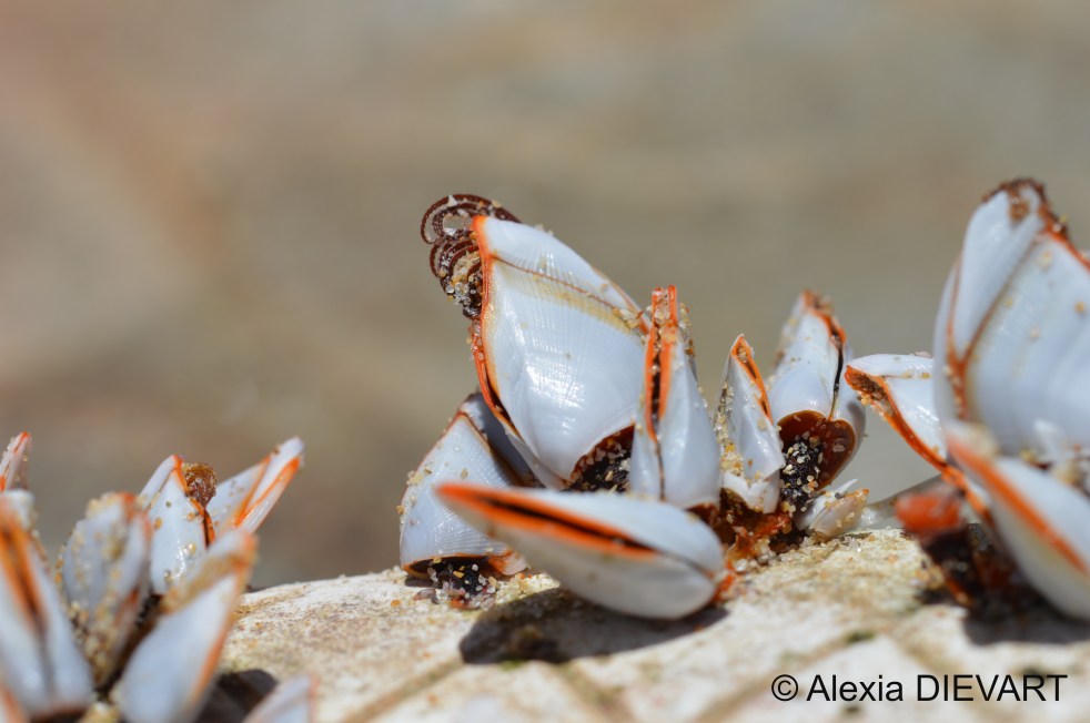 Close-up of goose barnacles attached on the sole of a shoe washed ashore. Port Alfred, Eastern Cape (2024).