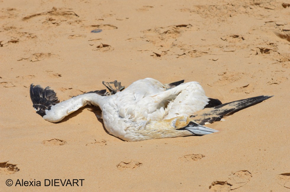 Dead Cape gannet washed ashore. Port Alfred, Eastern Cape (2024).