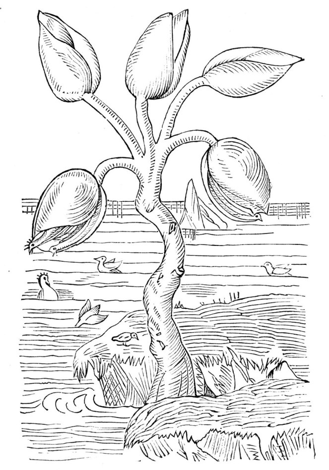 The Goose Tree. Anonymous (Popular Science Monthly 4, March 1874).