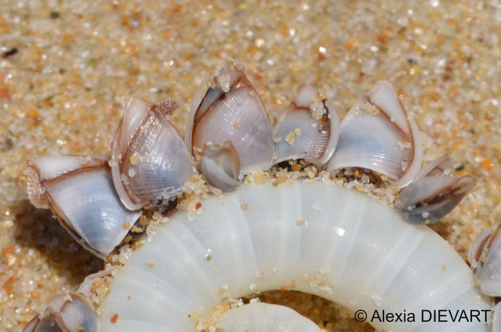 Small goose barnacles attached on a ram's horn squid shell washed on the beach. Port Alfred, Eastern Cape (2024).