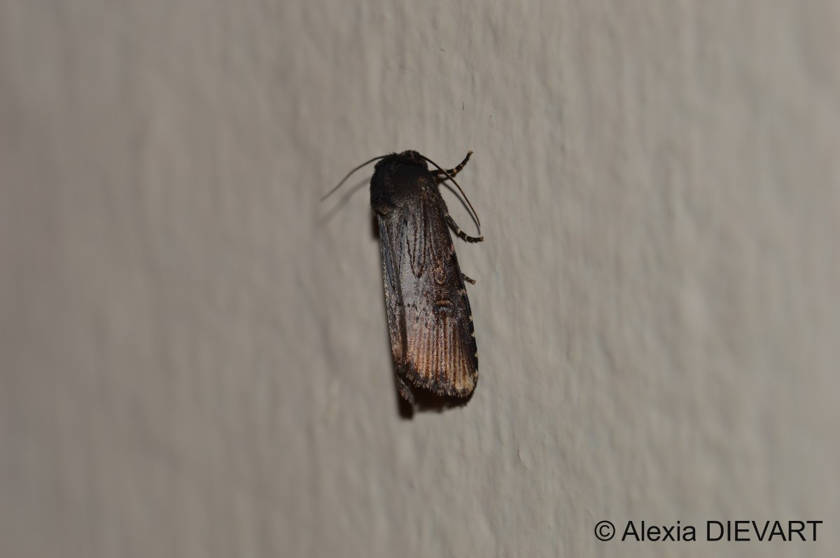 Micragrotis interstriata