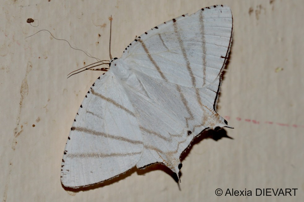 Close-up of a specimen of recurved swallowtail. The Walsingham Farm, Port Alfred, Eastern Cape (2024).