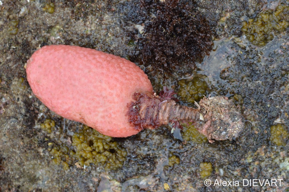 A fresh specimen of elephant ear washed ashore. Unknown location, South Africa (2021).