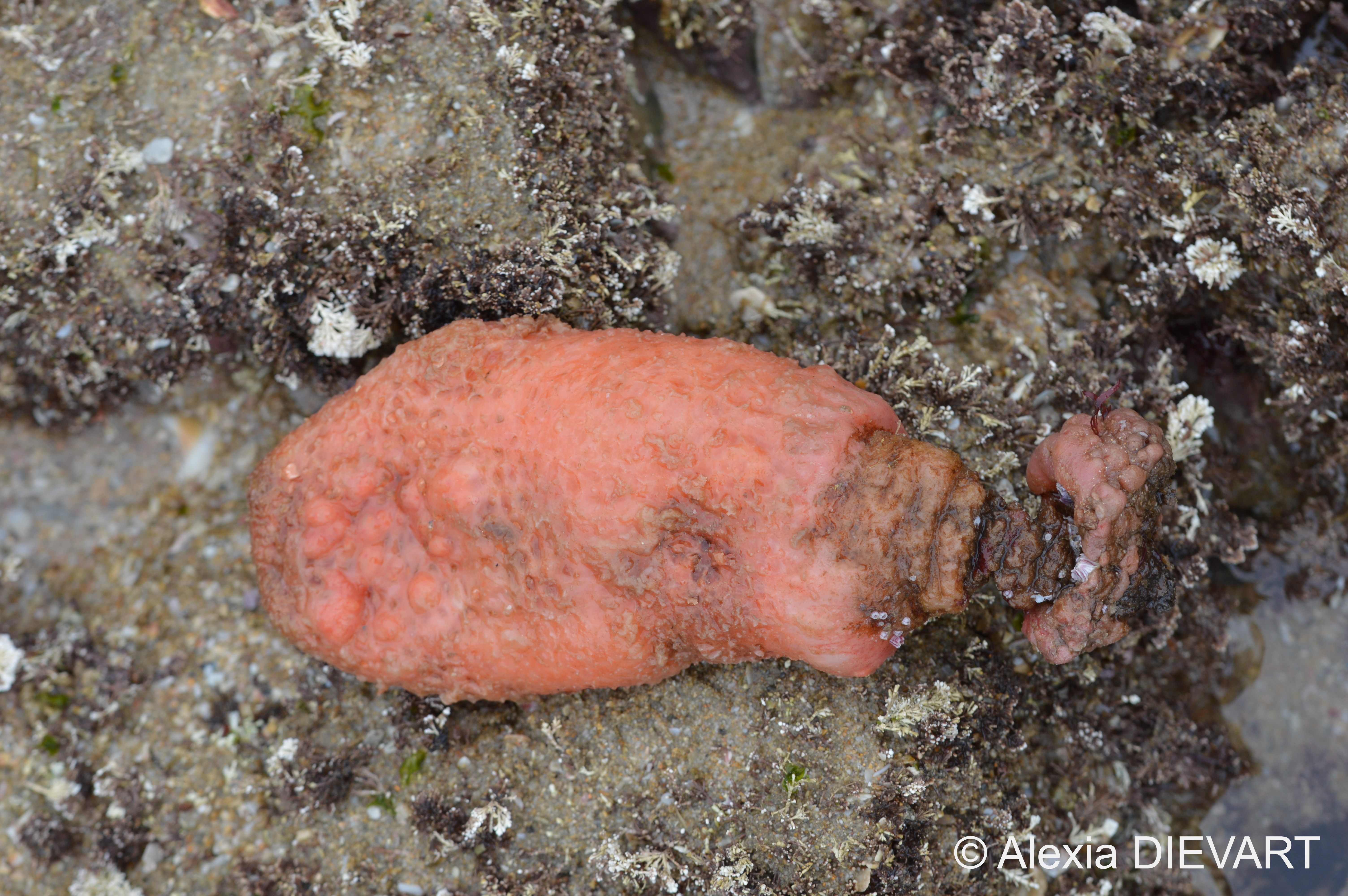 Decaying specimen of elephant ear washed ashore. Unknown location, South Africa (2021).