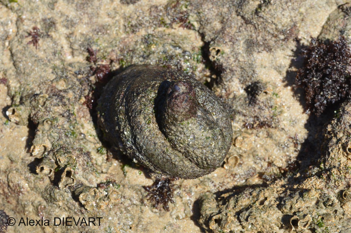 Red bait (Pyura&nbsp;stolonifera)