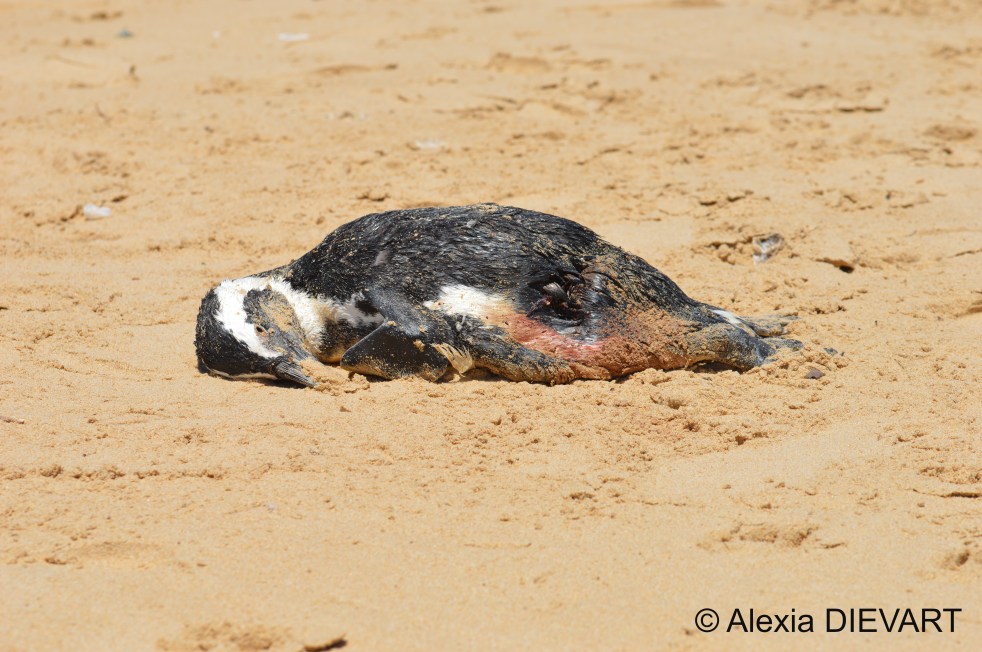 Dead specimen of jackass penguin washed up on the beach. Port Alfred, Eastern Cape (2024).