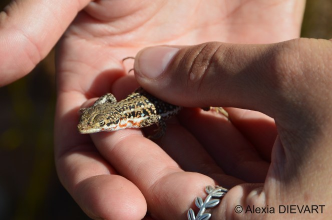 Details of the head of the spotted sand lizard. Bavianskloof, Eastern Cape (2020).