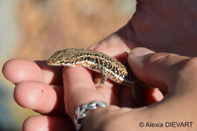 Details of the ocelli on the flanks of the spotted sand lizard. Bavianskloof, Eastern Cape (2020).