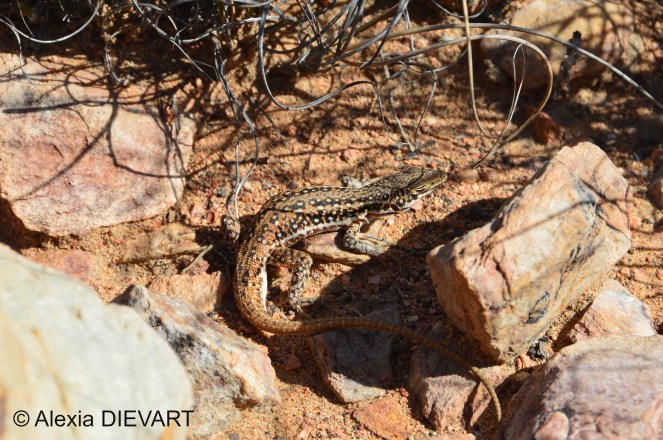 Spotted sand lizard in situ. Bavianskloof, Eastern Cape (2020).