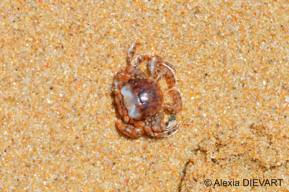 Mottle brown Columbus crab found washed ashore. Port Alfred, Eastern Cape (2024).