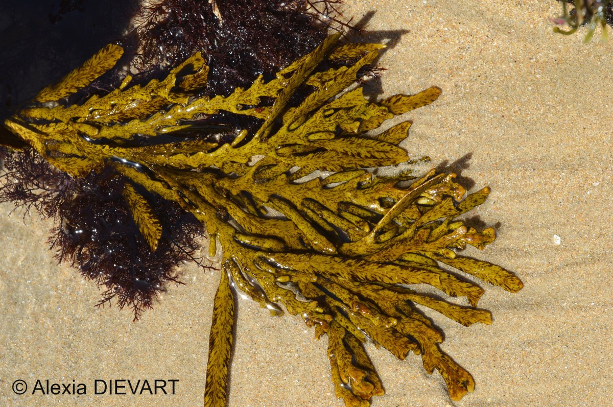 Lightning seaweed (Oerstedtia&nbsp;scalaris)