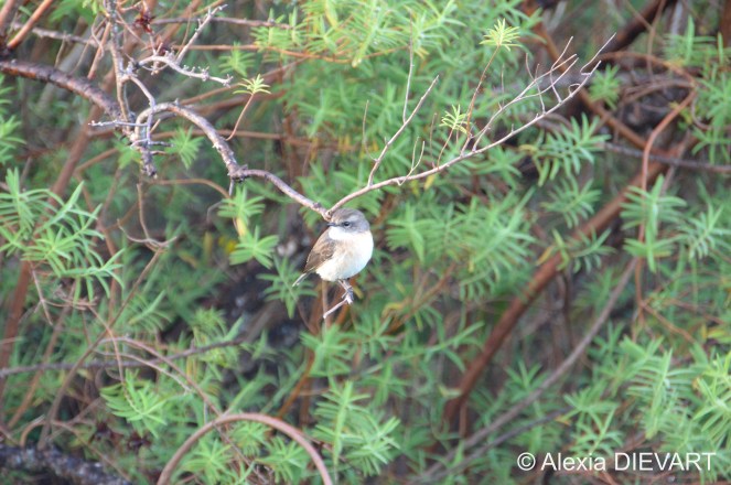 Probably a female 'tec-tec' with the grayish head and cream brow. Maïdo, Saint-Paul, La Réunion (2025).