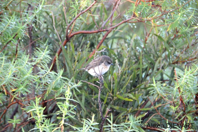 The Thinker, or a 'tec-tec' potentially searching for food. Maïdo, Saint-Paul, La Réunion (2025).