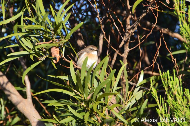 Fluffy 'tec-tec' showing off on a branch. Maïdo, Saint-Paul, La Réunion (2025).