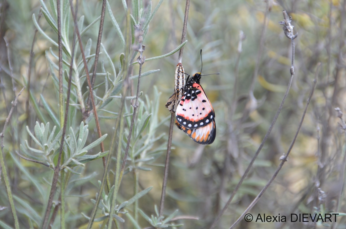 Warrior Acraea (Tildia&nbsp;acara)
