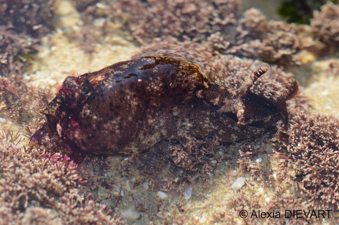 Spotted sea hare oozing purplish chemical deterrent ink in a rock pool. Eastern Cape, South Africa (2021).