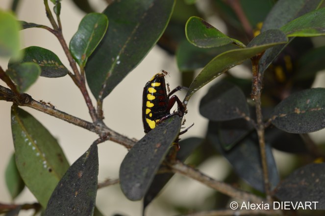 Upside down purple predatory chafer covered with ants on a small tree in front of the farm house. The Walsingham Farm, Port Alfred, Eastern Cape, South Africa (2024).