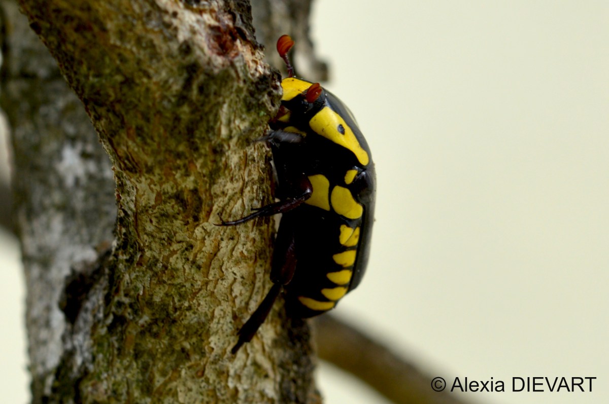 Purple predatory chafer (Campsiura&nbsp;cognata)