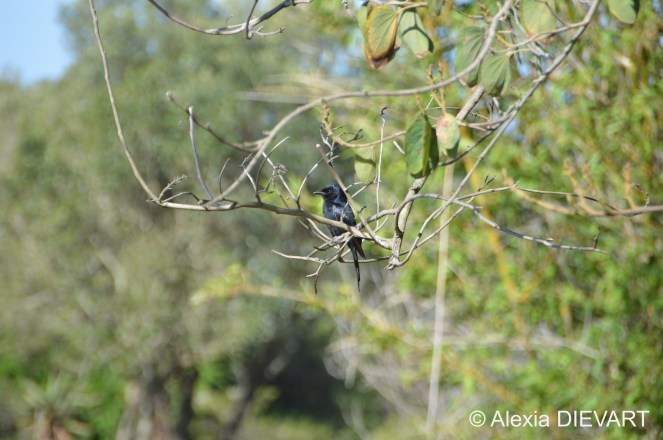 African drongo hanging out on a tree branch, close to the farm house. The Walsingham Farm, Port Alfred, Eastern Cape (2024).