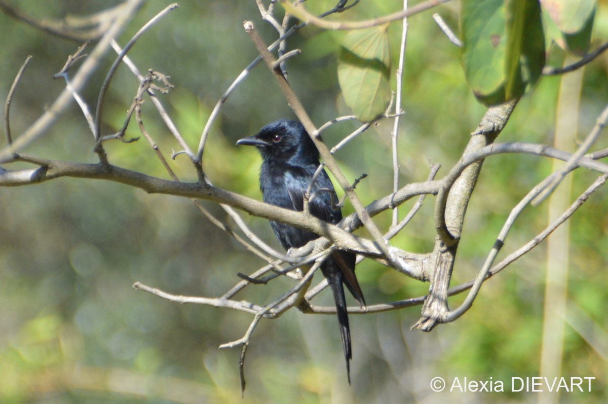 Fork-tailed drongo (Dicrurus&nbsp;adsimilis)