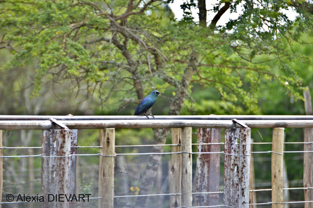 Cape glossy starling (Lamprotornis nitens)