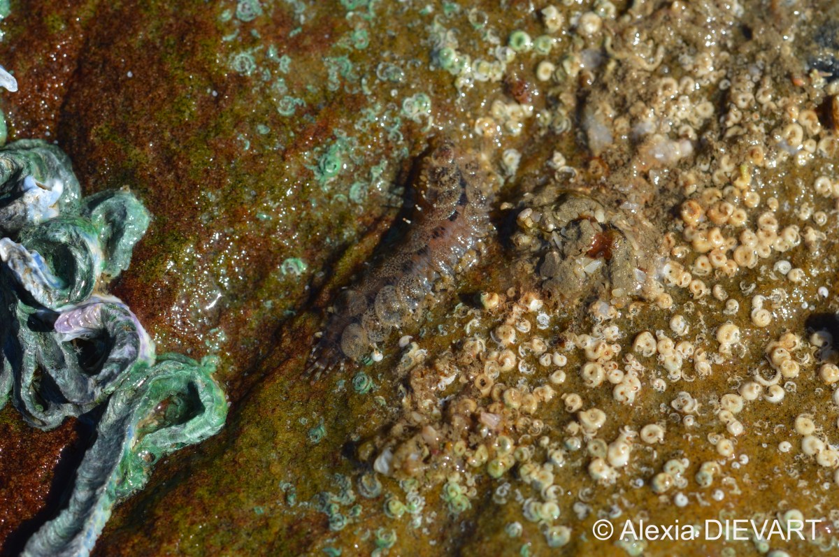 Natal scale-worm (Lepidonotus&nbsp;durbanensis)
