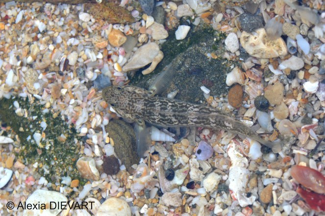 Dorsal view of a banded goby in a rockpool. Port Alfred, Eastern Cape, South Africa (2024).