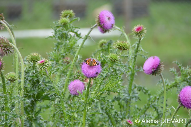 Painted Lady feeding on a nodding thistle on the farm. The Walsingham Farm, Port Alfred, Eastern Cape, South Africa (2024).