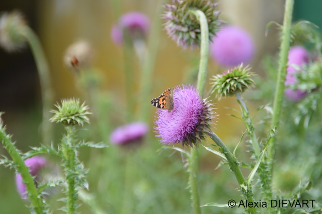 Painted Lady feeding on a nodding thistle on the farm. The Walsingham Farm, Port Alfred, Eastern Cape, South Africa (2024).
