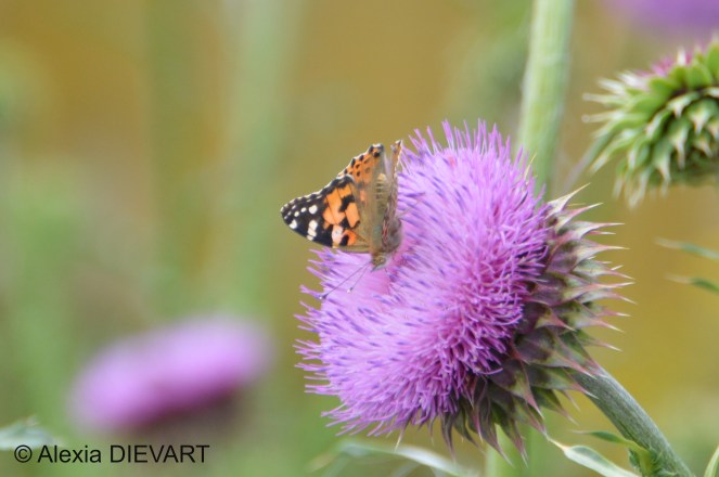 Painted Lady feeding on a nodding thistle on the farm. The Walsingham Farm, Port Alfred, Eastern Cape, South Africa (2024).
