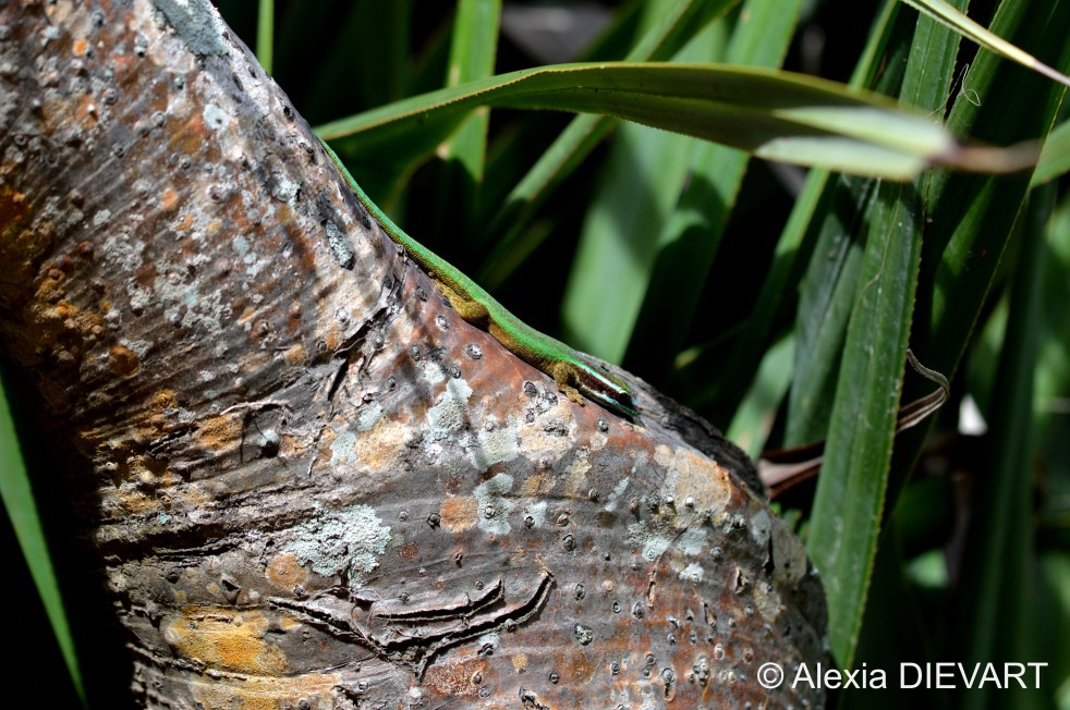 Reunion Island day gecko taking a sunbath on a common screwpine. Manapany-Les-Bains, Reunion Island (2025).