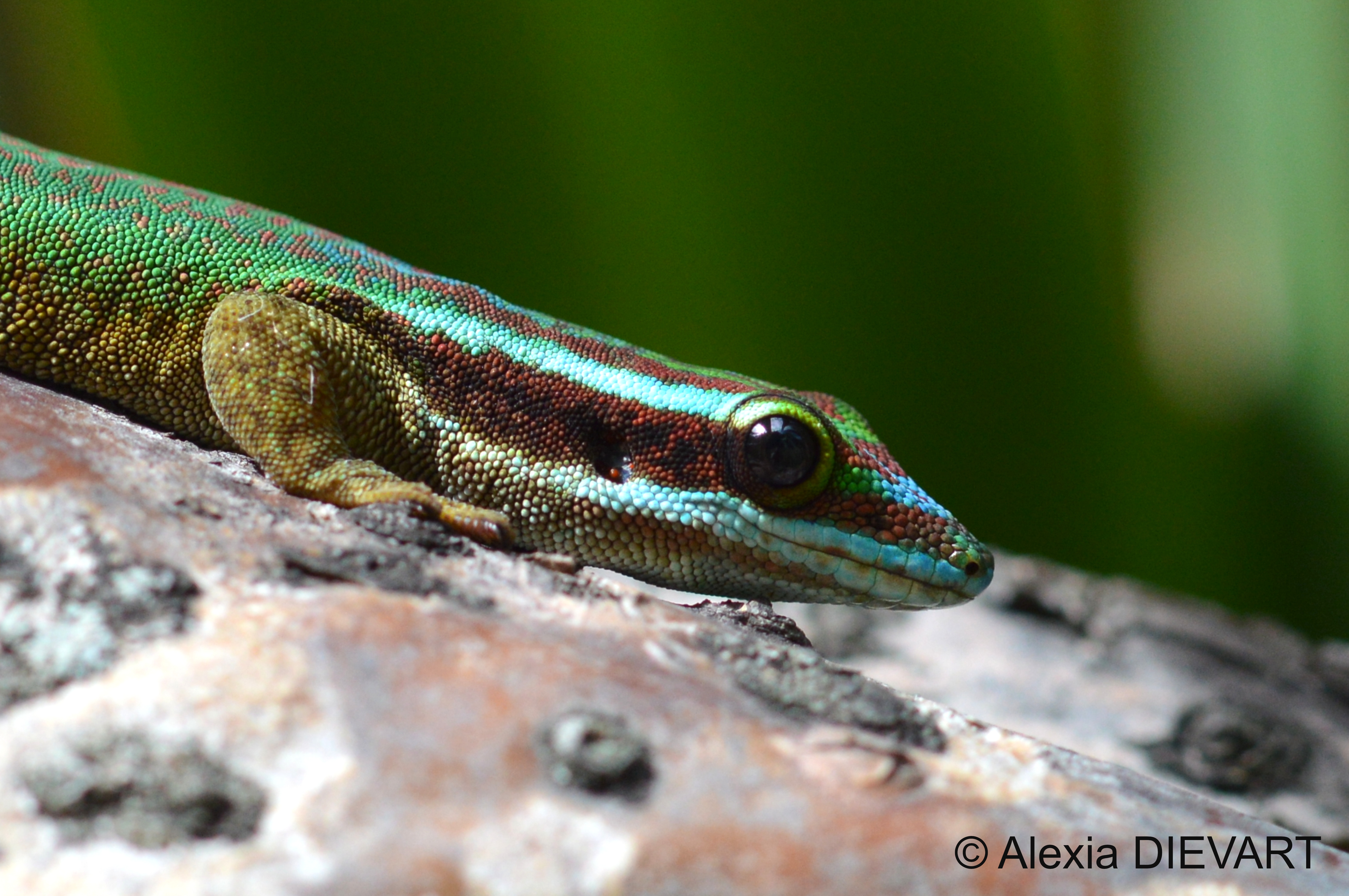 Details of the head pattern of the Manapany day gecko. Manapany-Les-Bains, Reunion Island (2025).