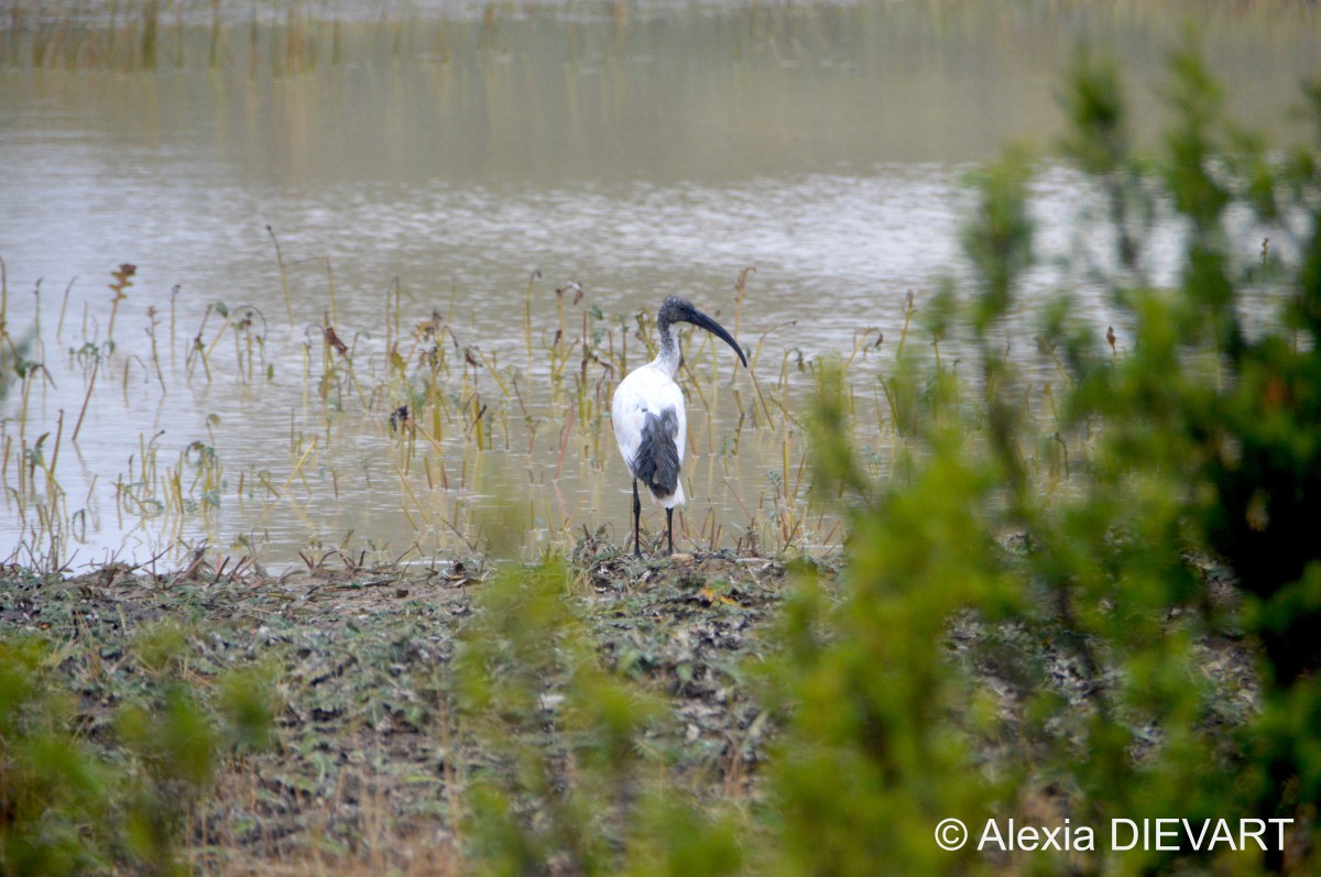 African sacred ibis (Threskiornis aethiopicus)
