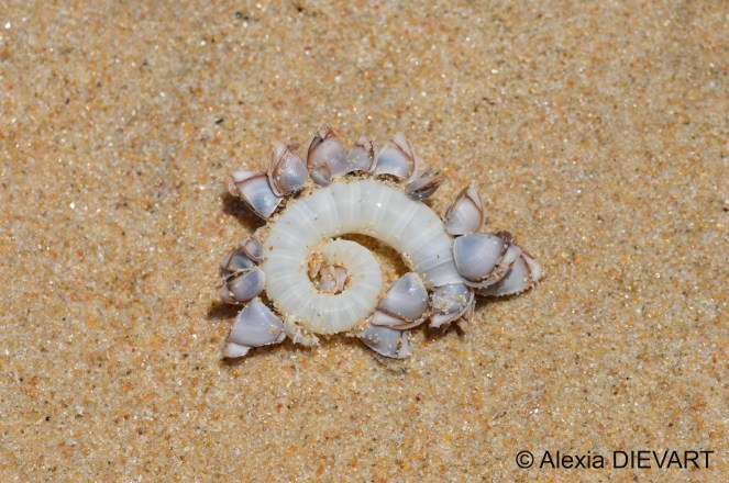 Stranded ram's horn shell covered in small goose barnacles. Found on the beach in Port Alfred (Eastern Cape, South Africa), 2024.