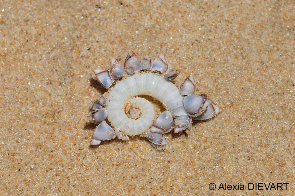 Stranded ram's horn shell covered in small goose barnacles. Found on the beach in Port Alfred (Eastern Cape, South Africa), 2024.